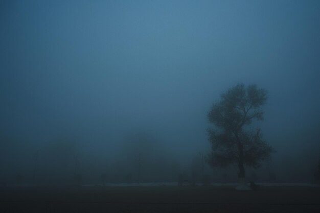 foto67436